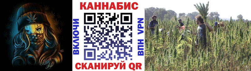 Конопля гибрид  Шарыпово 